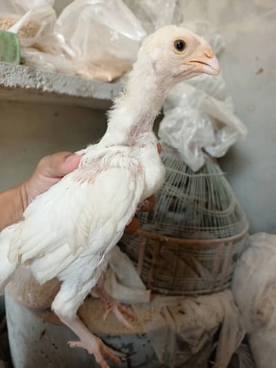 aseel and heera chicks