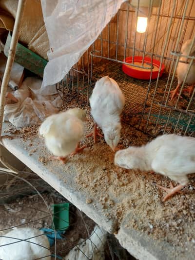 aseel and heera chicks