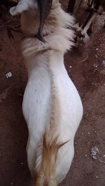 2 Dant Bakra Ando full mast