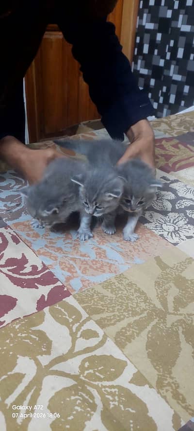 Breeding female Russian blue
