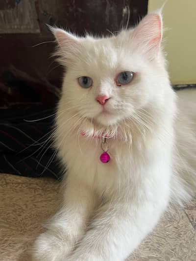 blue eyed bella cat for sell