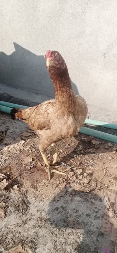 Aseel Murgi for sale in Rawalpindi