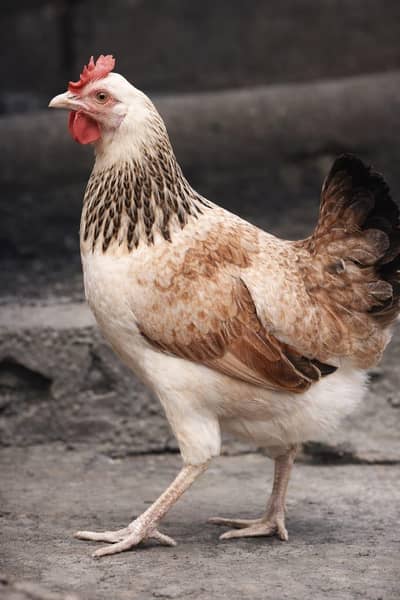 hens/ dandarawi hens | fancy hens | dandarawi chicken/hens