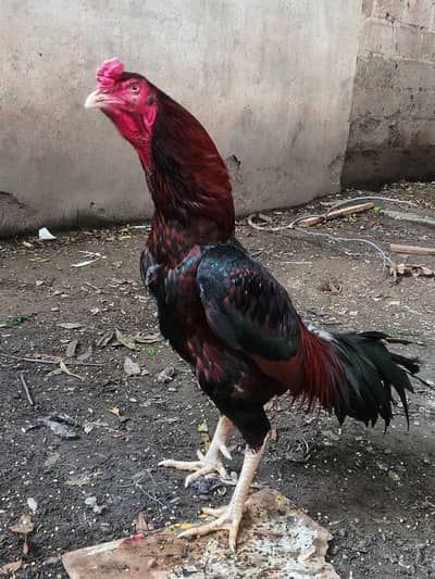 HIGH QUALITY ASEEL MURGAY FOR SALE