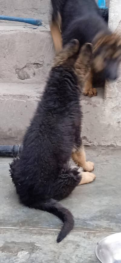 female GSD