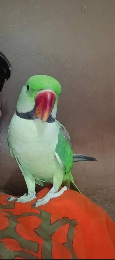 Raw Fully Hand tame Breader Mail