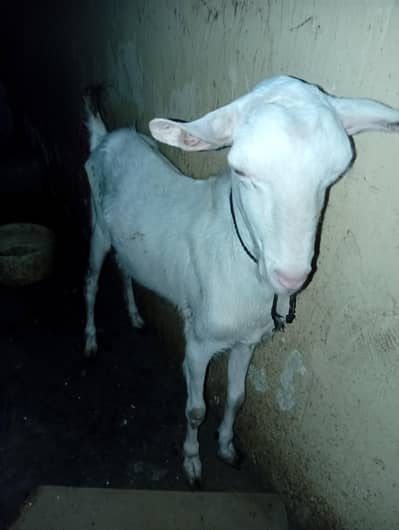 Gulabi Tedda Bakra or Teddy Bakri