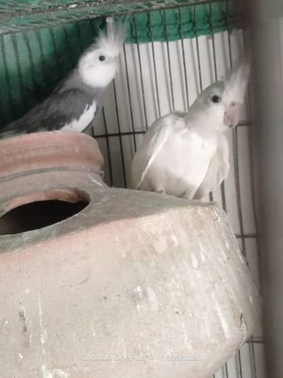 Breeding cockatiel pair