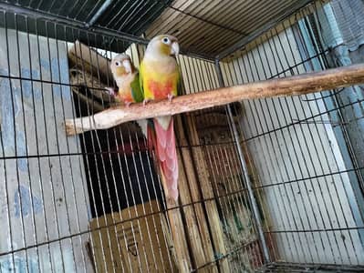 pine apple conure pair breder health active