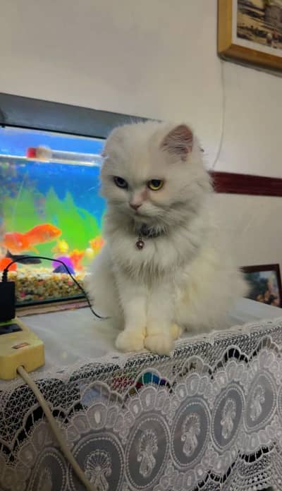Persian female cat