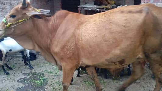 Qurbani 2026 قربانی