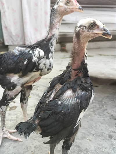 O Shamo chicks for sale