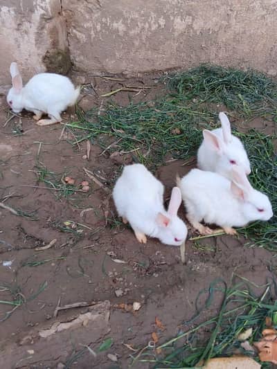 FULL WHITE RED EYES BUNNIES PAIR