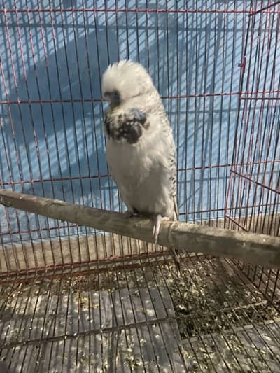 Exi male 1 ki 2 fingers miss hai