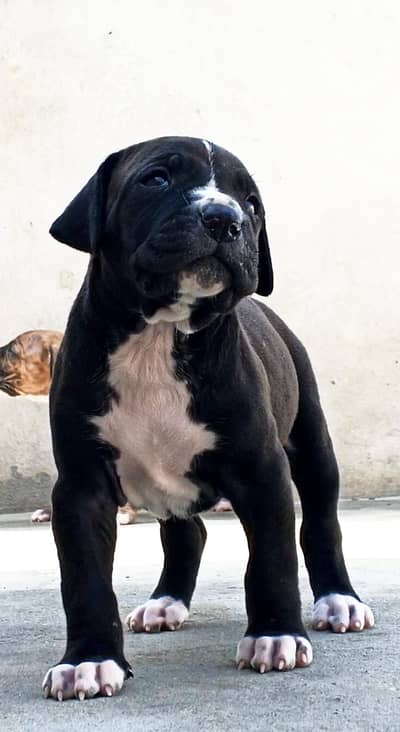 Bully dog female