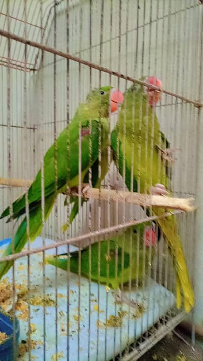 Kashmiri Raw chick for sale