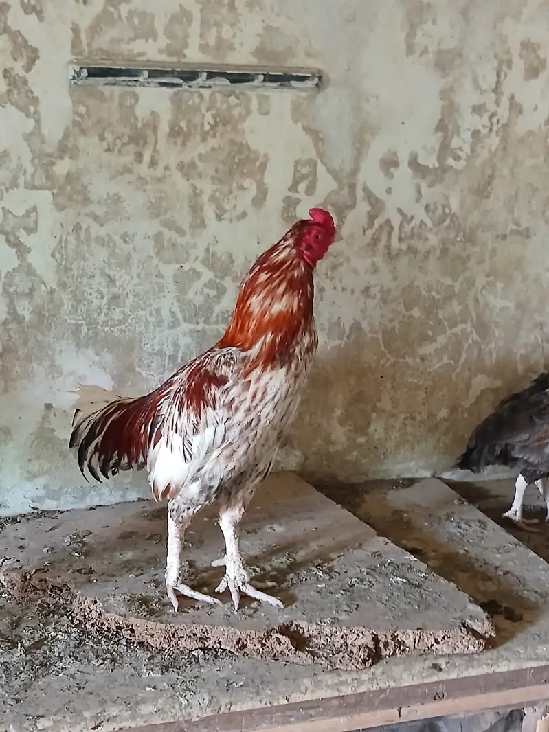 Pure cheena aseel home breed