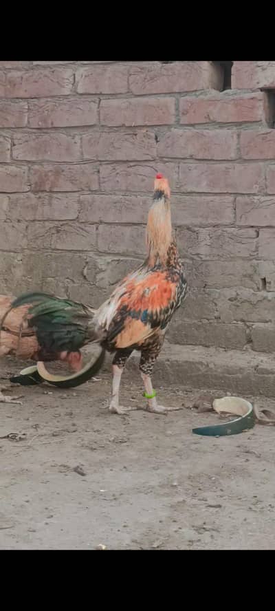 Mianwali Aseel Murga