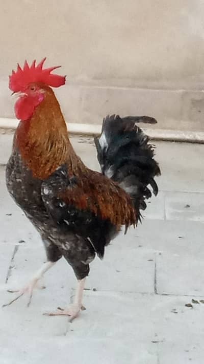 strong healthy morga for sale or exchange with hen
