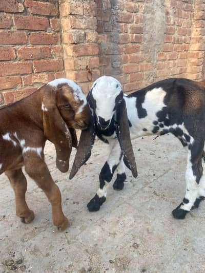 mother goat and 2 baby goats for sale