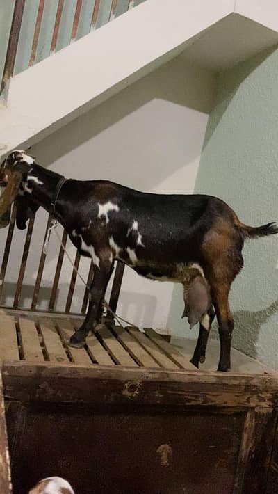 mother goat for sale