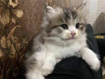Persian Triple Coat Rare Color Kitten For Sale