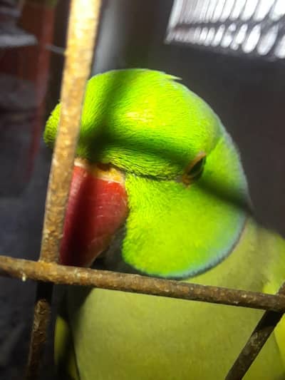 Green parrots 6 pairs