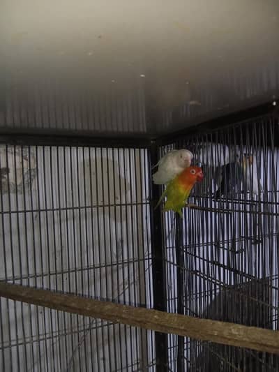 lovebirds pairs
