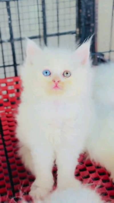 Persian cat for sale male female vaccine clear
