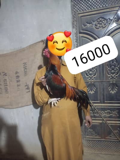 Aseel Jawa / Aseel MIanwali / Aseel hens / Aseel Lasani for sale