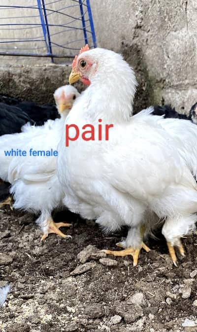 4000 pair blk and white pair +92 3239652812