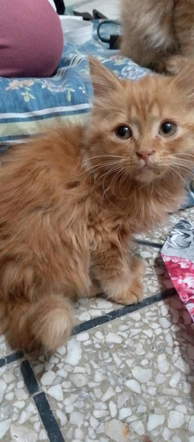 Persian kitten for sale