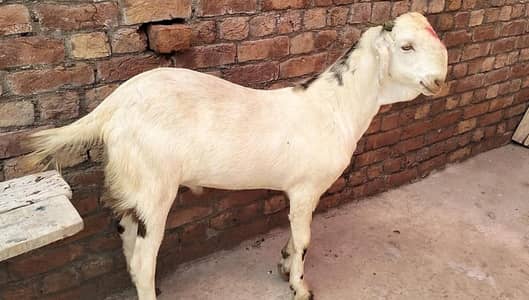 desi bakra for sale