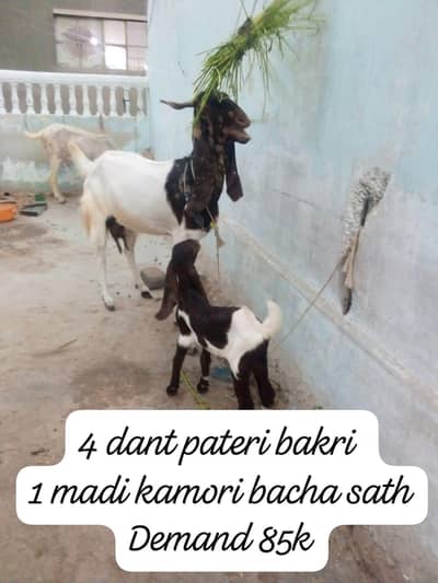 palna wali bakri or katna wali bakri or kids