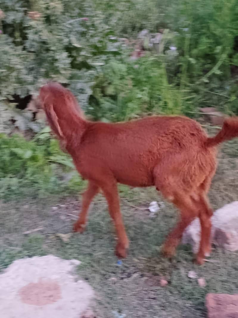 bakra 1