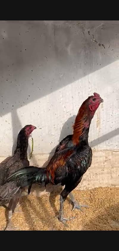 pakoya female male black Dragon  aseel bread final price pair 55000