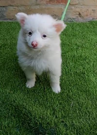 Russian puppy dog eag 3 month 03197676623 my WhatsApp number