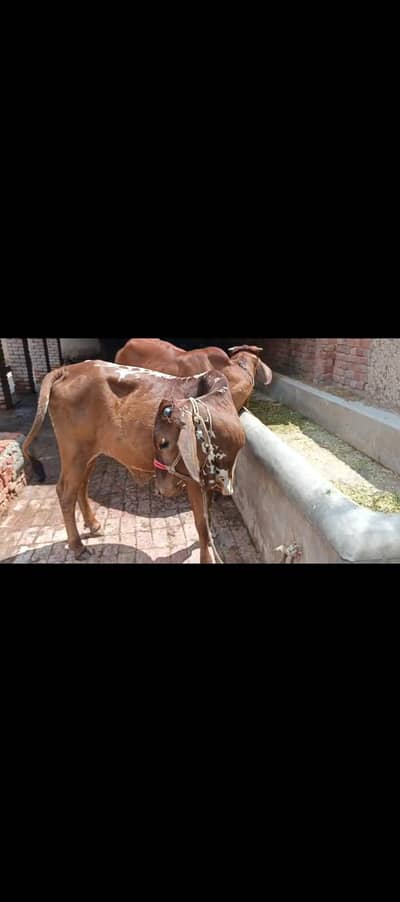 cow for seal 1.5 month paragnent