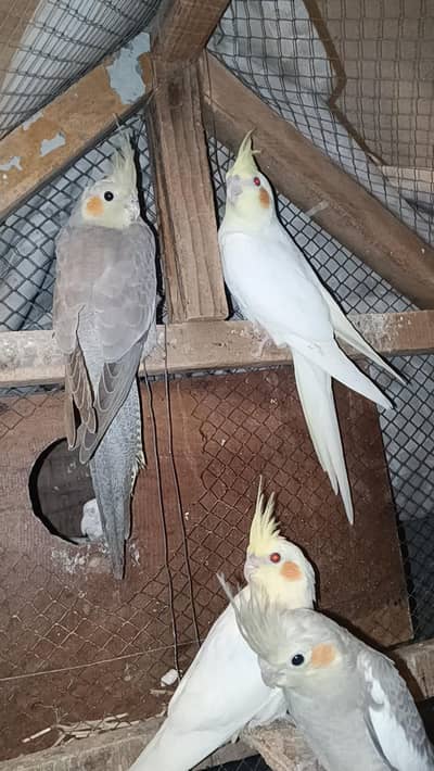 cocktail parrot_budgies parrot_love bird_duck