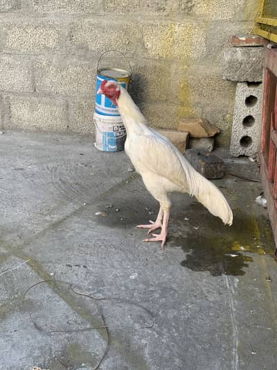 Young patha Hera forsale fresh pics attached