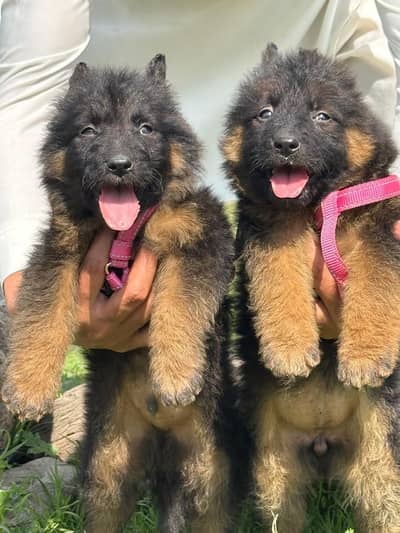 German shepherd puppies for sale healthy 0313=4934962
