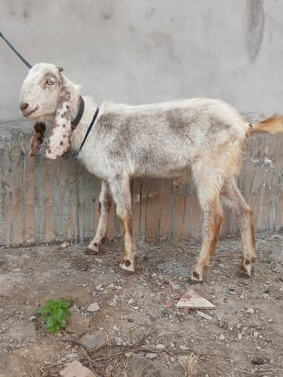 Pakha kheera bakra for sale mensab rate ma