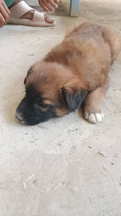 German shepherd male 2 weeks old
