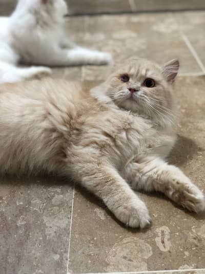 Persion cat