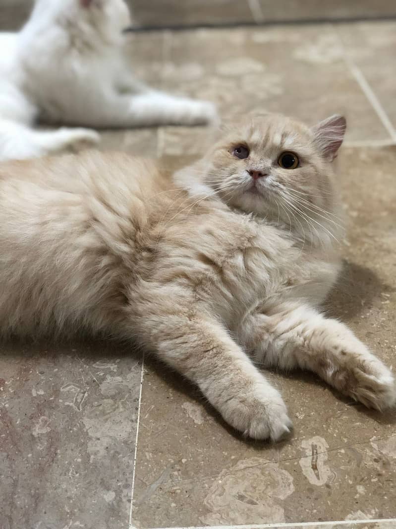 Persion cat 0