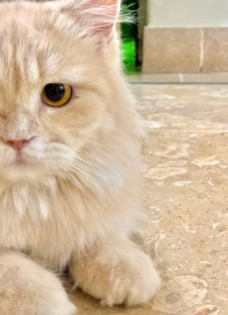 Persion cat 1