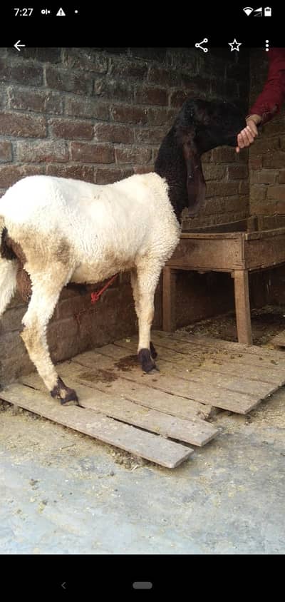 sheep qurbani