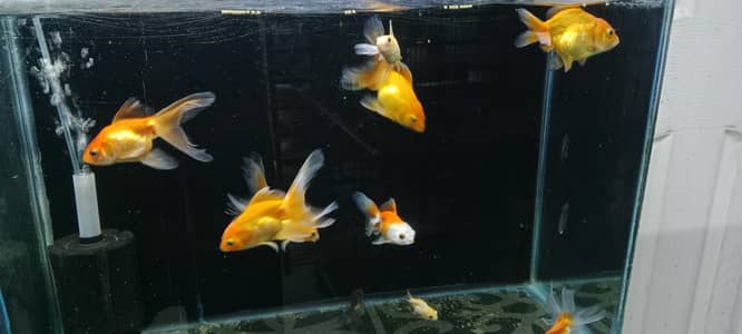 Goldfish, koi fish and shubunkin