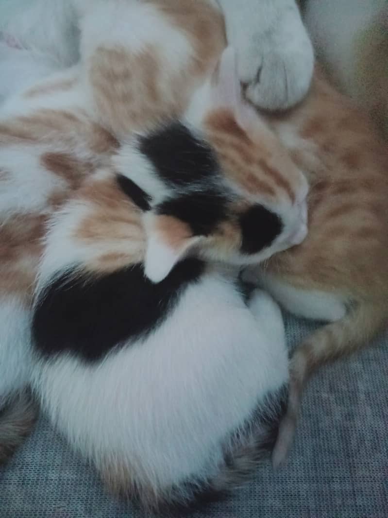 3 kittens 0