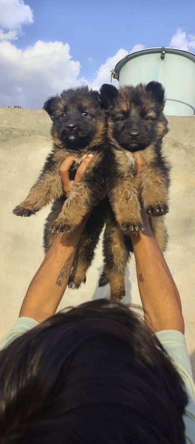 German shepherd |black shepherd | Black n tan puppy  | Gsd puppies